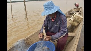Thai Laos Mekong Fishing , Mekong Catfish Fishing