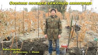 Осенняя посадка однолетнего саженца винограда