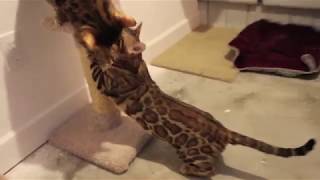 Breeding Bengals cats Bengal cat cats breed