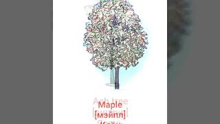 Деревья Trees Учим Слова Английский начинающих