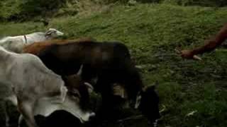 entre las vacas