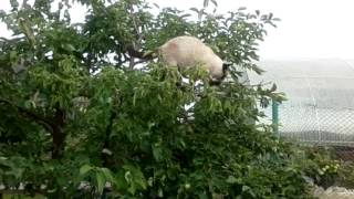 Приколы. Кот на дереве