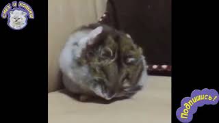 Смешной Пушистый Хомяк Умывается