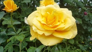 Papillon (TANnollipa) / Hans Jürgen Evers - Tantau 1997 - roses - rosiers - rosas - роз