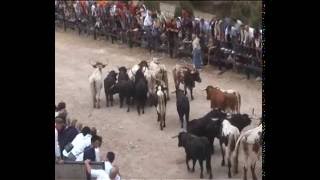 Encierros de Pedraza 2008