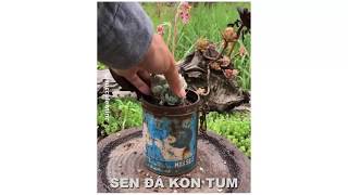 Những Video Về Sen Đá Xem Mãi Không Chán P4