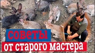 Обработка шкур кролика. Выделка шкур