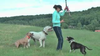 How to tire out your dogs? :) - little bait dog training