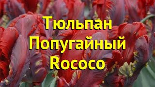 Тюльпан попугайный Рококо. Краткий обзор, описание характеристик, где купить луковицы Rococo