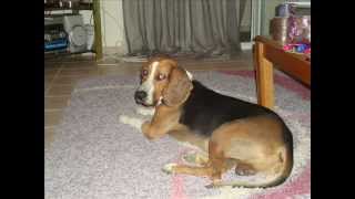 The best gekas dog in the world - Dusty