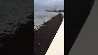 No water in Tampa Bay - Hurricane Irma
