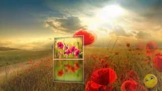 Отражение / Reflection / Free styles for ProShow Producer