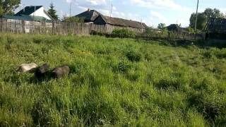 Вьетнамские поросята на пастбище / Зауральское подворье
