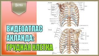 Легендарный видеоатлас доктора Роберта Акланда по анатомии человека. Грудной отдел