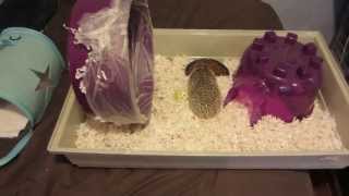 Hedgehog Care Tips: Keeping a Clean Wheel