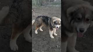 Кавказский волкодав. Багира. 7мес.