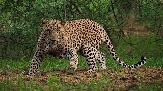 МИР ЛЕОПАРДОВ. Красивые и мощные кошки.Документальный фильм National Geographic