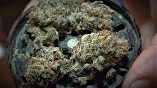 FRESH ZOMBIE KUSH SESH The Plug Barcelona MMJ Canada