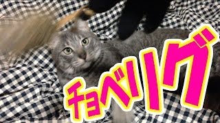子猫のようにじゃれる大きい猫
