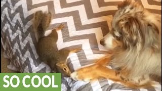 Dog and squirrel share unique friendship
