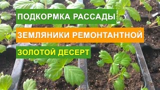 Земляника ремонтантная - Выращивание из семян и уход. Чем подкармливать рассаду земляники