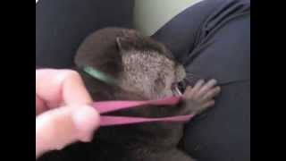 Tiny Asian Otter Sidney
