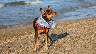 Russian toy Terrier - Iazz. Русский той-терьер, зверь, а не собака!