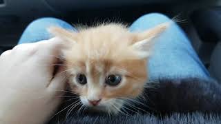 СПАСЕНИЕ КОТЕНКА ИЗ СНЕЖНОЙ ЗАПАДНИ. Нашли маленьких котят. Поиски мамы кошки ночь в неведение