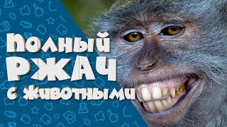 ПОЛНЫЙ РЖАЧ С ЖИВОТНЫМИ!! №26 ЛУЧШИЕ ПРИКОЛЫ ИЮНЬ 2019 СМЕХА РАДИ #55