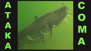 Поклевка Большого Сома на живца, Подводная Съемка. рыбалка. fishing. Квок, Ловля сома на квок