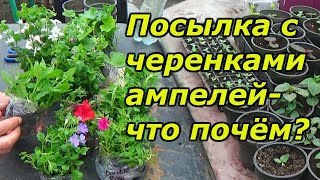 Посылка с черенками - сколько это стоит и как выглядит.