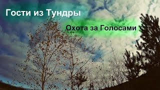Охота за Голосами   Гости из Тундры
